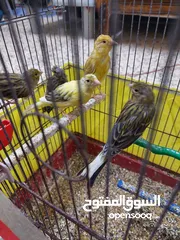  1 تشكيلة كنار