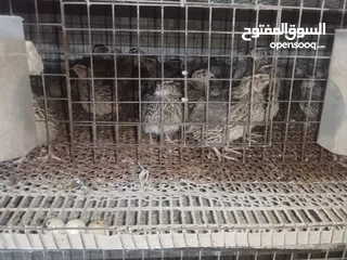  3 متاح فري لدبح او للترباي سعر  حرق حرق بسعر دينار للزوج الكمية محدودة التسليم   جسر ماركا شنلر