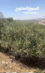  2 قطعه ارض مميزه الزعتري السلط
