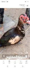  3 ديوك بط بلدي  واناثي