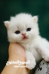  3 قطط للبيع العمر شهر ونص