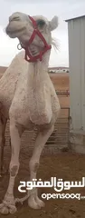  1 ناقه ضحيه طيبه ام ثاني
