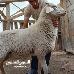  2 خارفوين واحد قبرصي والثاني عساف