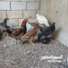  11 بيض دجاج باكستاني خط اول تبارك الله