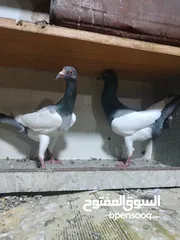  13 جواز يهودي نخب شغالات جاهزات للبيض مع فراخهن كوم كاما ماخذ جميع المطاعيم ومعقمات من الحشرات