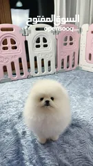  4 الأفضل فقط : ‏Pomeranian