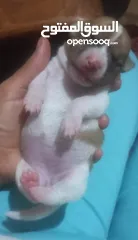  5 Puppies Jack Russell