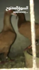  2 جوز ملحيات صفر  سعرهم 50