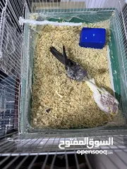  5 ‏فراخ طيور كوكتيل
