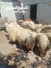  1 أضاحي الوزن الكيلو 5.50