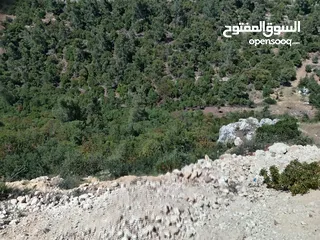 4 ارض ذات اطلاله ب اجمل جبال جرش بسعر مغري جداً 3900