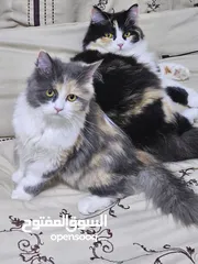  2 قطط شيرازي اناث