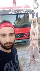  20 لحام متنقل ذبح أضاحي خاروف عجل بلدي جمل غنم بلدي روماني برزيلي كولمبي اسباني خروف بلدي جزار متنقل
