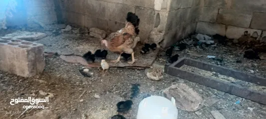  4 جاجه يهوديه معها 25 صوص بلدي