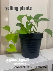  1 Buy plants online