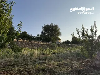  13 مزرعه للبيع / عجلون / رأس منيف