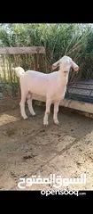  3 جدي شامي ابيض ابرص توب ثني حبتين على كل جال وثلث معزا مراح توب التوب مقنوي
