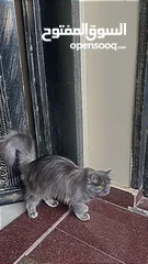  3 قطه انثى للتبني النوع سكوتش فولد شيرازي Female Scottish Fold Persian cat for adoption