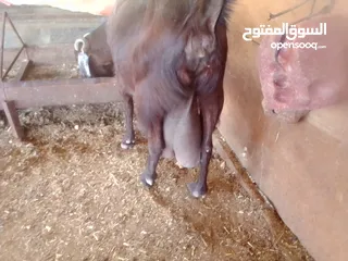  5 ماعز للبيع