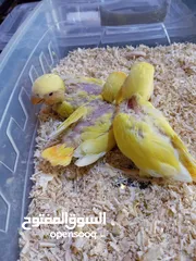  20 يتوفر ببغاء اليف زق يدوي  لوري اليف قرين شيك الي كوكتيل اليف  دره اليف  روز اليف  فشر اليف  حب اليف