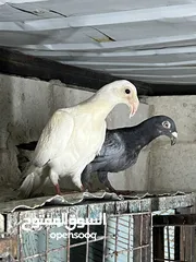  2 فراخ للبيع