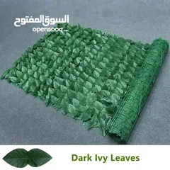  5 رول ورق شجر اخضر كثيف