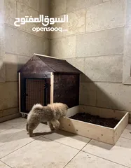  9 بيوت كلاب عدة احجام