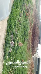  1 نمره500 متر