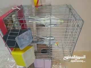  1 جوز ككتيل شغال