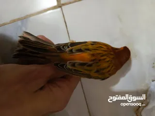  2 مجموعة كناريات شرط فول تغريد