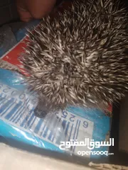  3 قنفذ للبيع في عمان لاردن
