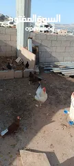  7 دجاج للبيع