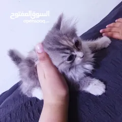  4 قطط هيمالايا رمادي