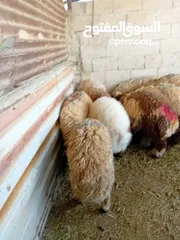  5 خرفان عدد 10 بلدي
