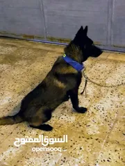  1 كلب مانوا عمره قريب سنه كلب بي وراقيه وتطعيماته تامات وكلب ناشط