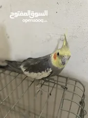  1 ‏ببغاء كوكتيل