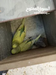  3 جوز حب مع 5فراخ
