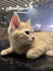  5 Arab cat (orange)