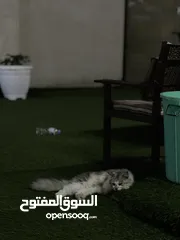  6 قطط ذكر عمر سنه