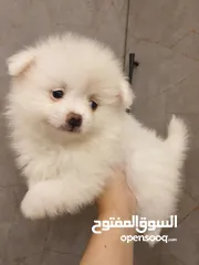  6 مجموعه كلاب بوميريان وتوي بودل للبيع