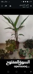  1 بيت مستقل الرصيفه الجنوبي للبيع