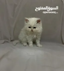  8 10 قطط للبيع للتواصل و الاستفسار على الرقم