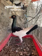  10 جواز حمام للبيع كوم