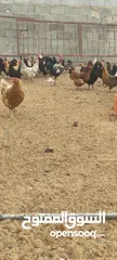  3 دجاج عربي ايدحي للبيع