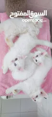  2 TURKISH ANGORA