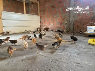  10 دجاج  فيومي وعربي وجيان