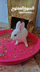  2 ارانب منزليه كيوت
