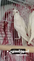  1 كوكتيل أنثى برونز فالو