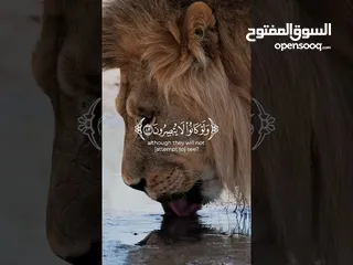  12 جهاز حلو ونظيف وحاطط سعر ممتاز للبيع