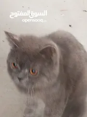  2 قط شارتروه